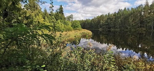 Lake surrounded by vegetation and forest under cloudy sky, reflections of trees in water,