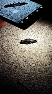 Insect (insecta) is viewed at night in the light of a smartphone, Franconian Forest nature park