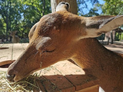 A roe deer (capreolus capreolus) eats hay in Erfurt Zoo Park, Thuringia