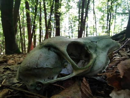 Skull of a roe deer (capreolus capreolus) on the forest floor, surrounded by foliage, Franconian