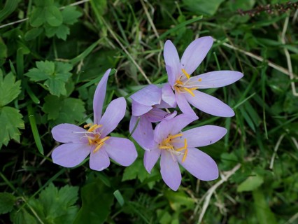 Close-up of pink-coloured autumn crocus (Colchicum autumnale) on a green meadow. Hüttchopf,