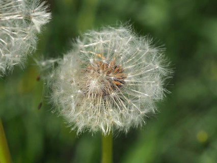 Close-up of a faded dandelion, common dandelion (Taraxacum officinale), in the green. Hüttchopf,