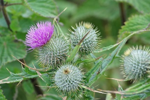 Spear Thistle (Cirsium vulgare) with purple flower and spiny green leaves, Goms, Canton Valais,