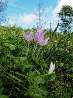 Autumn crocus (Colchicum autumnale) in a meadow under a blue sky. Hüttchopf, Fischenthal, Töss