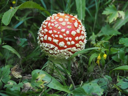 Fly agaric, (Amanita muscaria), in the green with a distinctive red cap. Goms, Canton Valais,