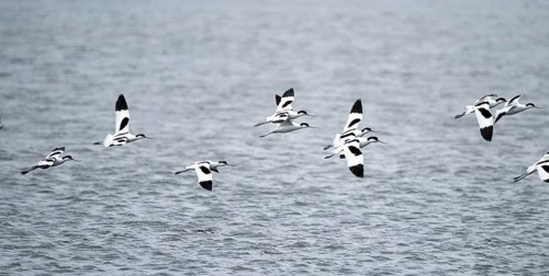 Avocets (Recurvirostra avosetta) fly over water, Namibia