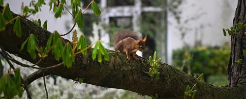 Brown squirrel (Sciurus) sitting on chestnut tree