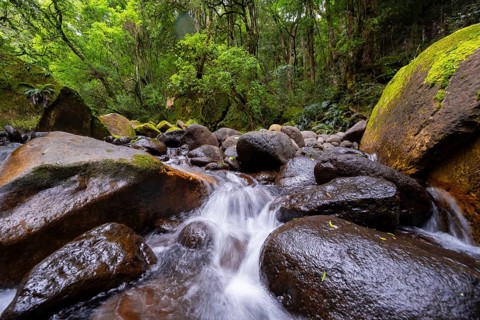 Mhlwazini River flows through thick forest, original mountain forest, Rainbow Gorge,