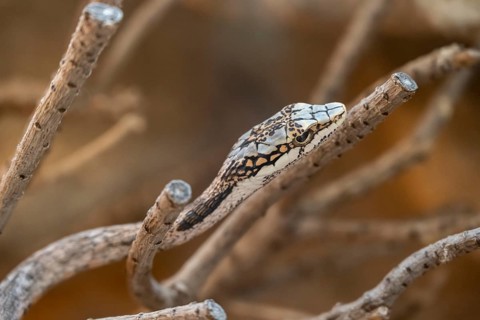 Vine Snake or Twig Snake (Thelotornis capensis oatesi), captive, Namibia