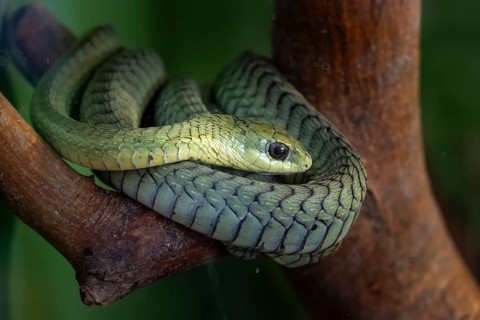 Boomslang (Dispholidus typus) in a tree, captive, Namibia