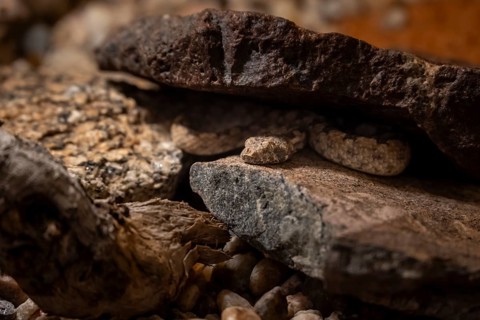 Western Keeled Snake (Pythonodipsas carinata) hides under a rock, captive, Namibia