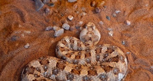 Horned adder (Bitis caudalis) lies on sand, captive, Namibia