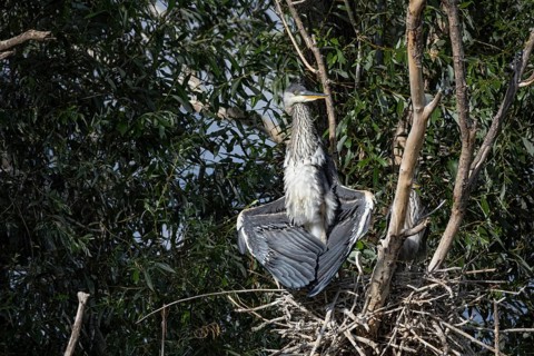 Grey heron (Ardea cinerea) young bird at the nest Hungary