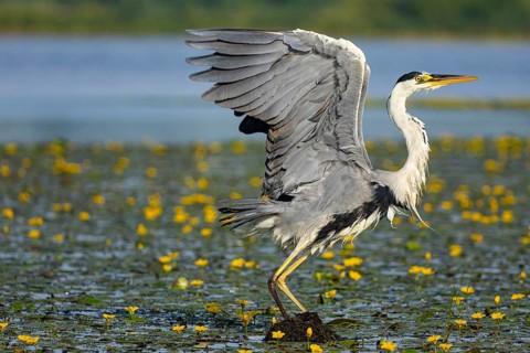 Grey heron (Ardea cinerea) in the midst of flowering water lilies Hungary
