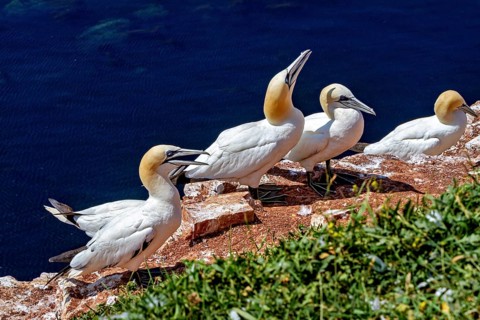 Gannets linger on cliffs overlooking the sea under a blue sky on Heligoland, The gannets (Morus