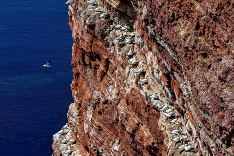 A large colony of gannets nests on a steep rock face with a view of the blue sea, The gannets