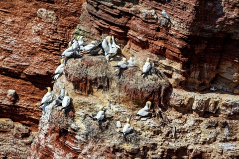 Gannets sit densely in nests along the cliffs on a rocky seashore, The gannets (Morus bassanus) in