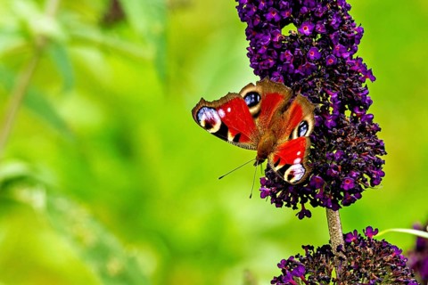 A colourful butterfly sits on a purple flower with a green background, nature looks alive, The