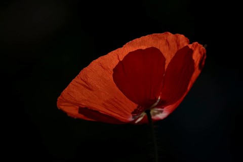 Common field poppy (Papaver rhoeas) single red flower backlit in summer, England, United Kingdom