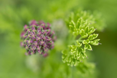Common fumitory (Fumaria officinalis) single flower bud in summer, England, United Kingdom