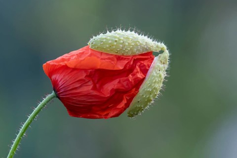 Common field poppy (Papaver rhoeas) single red flower bud in summer, England, United Kingdom