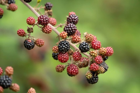Bramble or Blackberry bush (Rubus fruticosus) blackberries fruit on a plant branch in summer,