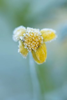 Corn marigold (Glebionis segetum) single flower covered in frost in winter, England, United Kingdom