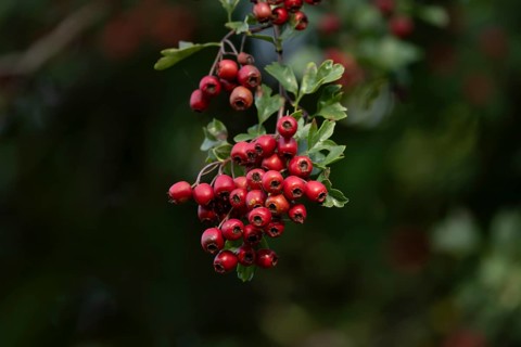 Hawthorn (Crataegus monogyna) tree red berries in summer, England, United Kingdom