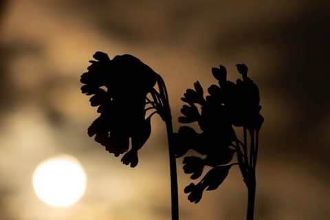 Cowslip (Primula veris) silhouette of two flowers at sunrise in spring, England, United Kingdom