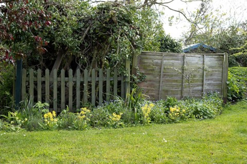 Garden border with Cowslip and Forget-me-not flowers in spring, England, United Kingdom