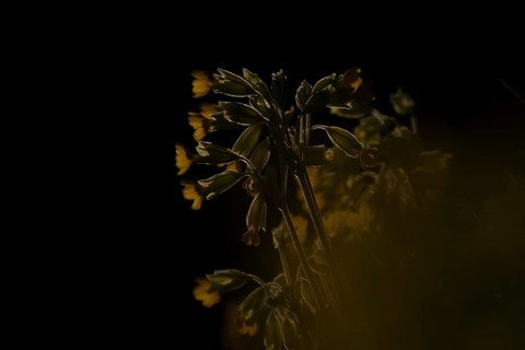 Cowslip (Primula veris) flowers backlit in spring, England, United Kingdom