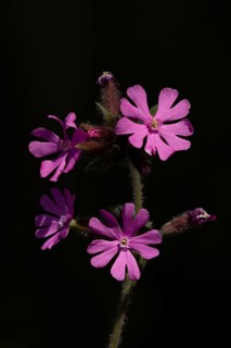 Red campion (Silene dioica) flowers backlit in spring, England, United Kingdom