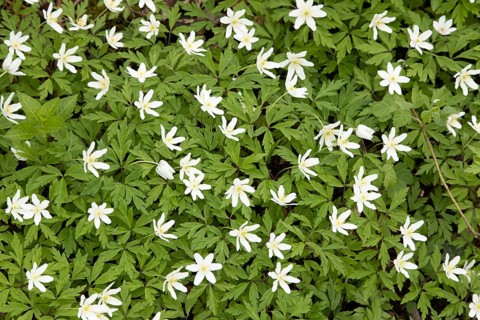 Wood anemone (Anemone nemorosa) carpet of white flowers in a woodland in spring, England, United