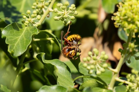 European hornet (Vespa crabro) adult wasp insect eating an Ivy bee in a tree in summer, England,