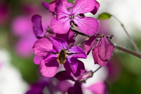 Bee fly (Bombylius major) adult insect in flight feeding on a purple Honesty flower in spring,