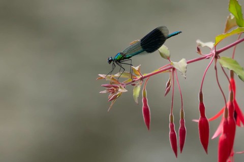 Banded demoiselle damselfly (Calopteryx splendens) adult male insect resting on a garden fuchsia