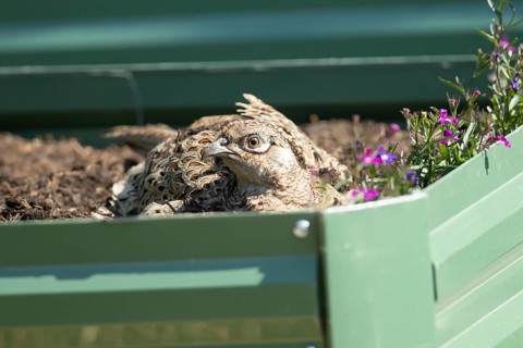 Common pheasant (Phasianus colchicus) adult female game bird on a garden raised bed, England,
