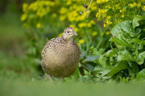 Common pheasant (Phasianus colchicus) adult female game bird in a garden in spring, England, United