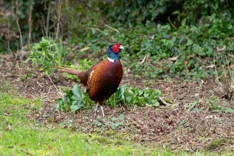 Common pheasant (Phasianus colchicus) adult male game bird in a garden in winter, England, United