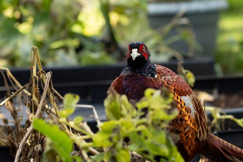 Common pheasant (Phasianus colchicus) adult male game bird on a garden raised bed, England, United