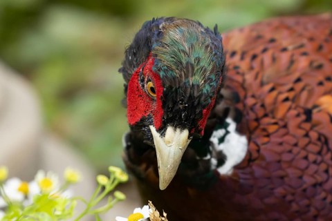 Common pheasant (Phasianus colchicus) adult male game bird in a garden, England, United Kingdom