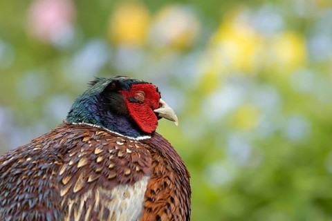 Common pheasant (Phasianus colchicus) adult male game bird sleeping in a garden in summer, England,