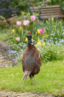 Common pheasant (Phasianus colchicus) adult male game bird calling in a garden in spring, England,