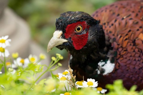 Common pheasant (Phasianus colchicus) adult male game bird amongst garden daisy flowers, England,
