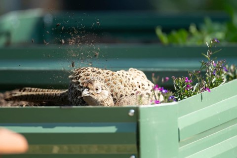 Common pheasant (Phasianus colchicus) adult female game bird dust bathing on a garden raised bed,