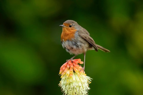 European robin (Erithacus rubecula) adult garden bird perching on a Red hot poker flower in summer,