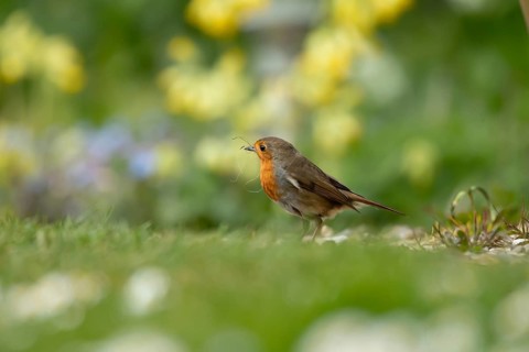 European robin (Erithacus rubecula) adult garden bird collecting nest material in its beak in