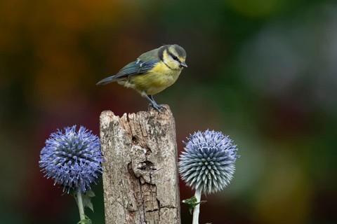 Blue tit (Cyanistes caeruleus) adult garden bird on a wooden post in summer, England, United
