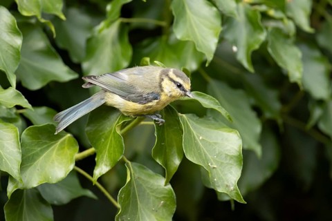 Blue tit (Cyanistes caeruleus) adult garden bird on an Ivy tree branch in summer, England, United