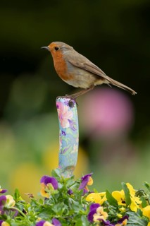 European robin (Erithacus rubecula) adult garden bird perching on a trowl handle in a plant pot